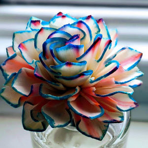 Meet your Posher, Ella